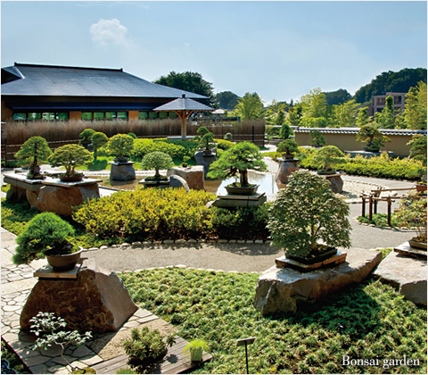 Bonsai garden