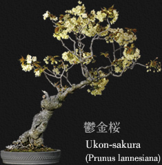 鬱金桜 Ukon-sakura(Prunus lannesiana)