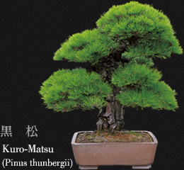 黒松 Kuro-Matsu(Pinus thunbergii)