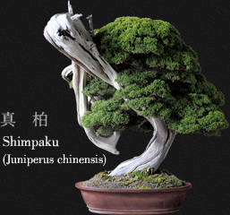 真柏 Shimpaku(Juniperus chinensis)